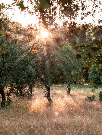 Serene Forest Scene with Sunlight Through Treesの写真素材