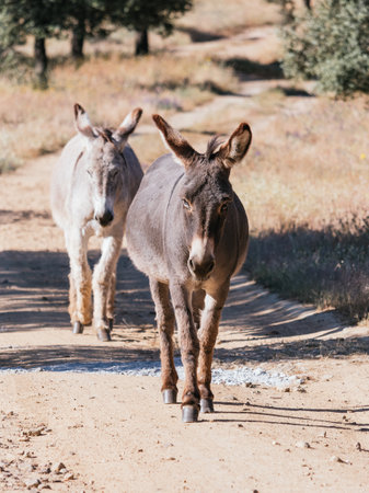 Two Donkeys Walking on Dirt Pathの写真素材