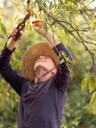 Farmer Harvesting Fresh Oranges in Sunny Orchard. Selective focusの写真素材
