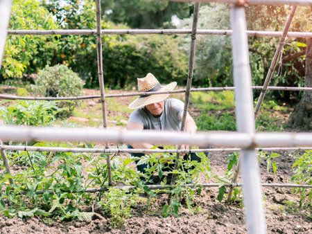Gardener Tending Plants in Sunny Gardenの写真素材