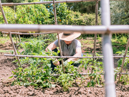 Gardener Tending Plants in Sunny Gardenの写真素材
