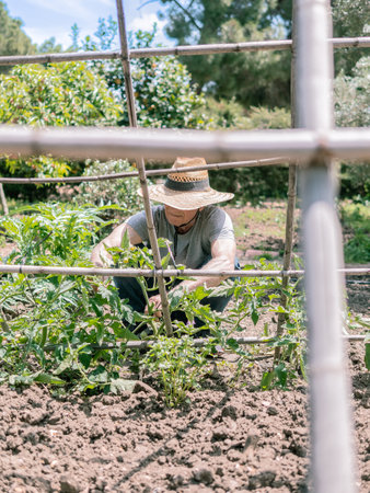 Gardener Tending Plants in Sunny Gardenの写真素材