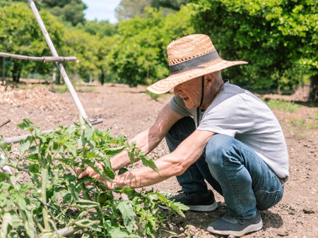 Gardener Tending Plants in Sunny Garden