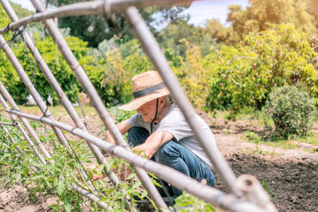 Gardener Tending Plants in Sunny Gardenの写真素材