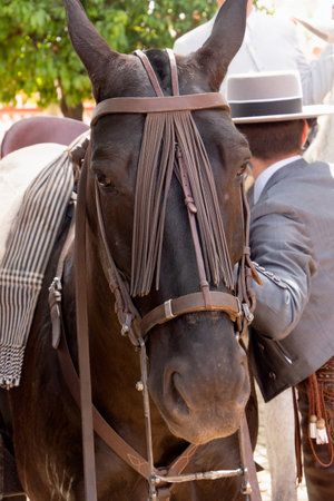 Elegant horses and riders at the vibrant Seville Fairの写真素材