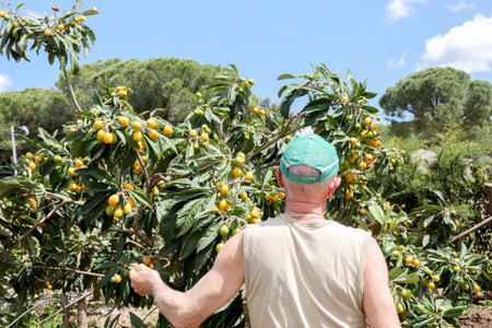 Senior man harvesting loquats in sunny orchardの写真素材