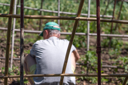Elderly man gardening in a backyard vegetable patch.の写真素材