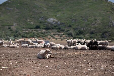Sheep by the farm grazing and eatingの写真素材