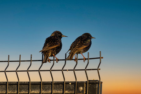 common starling bird in ireland sunsetの写真素材