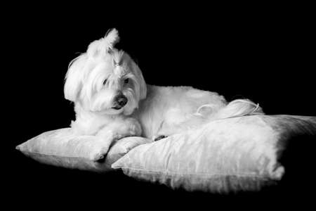 bichon maltese dog portraitの写真素材