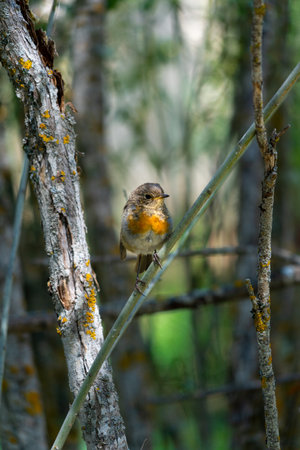 little bird posing for the cameraの写真素材