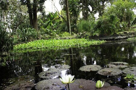 botanical pondのeditorial素材