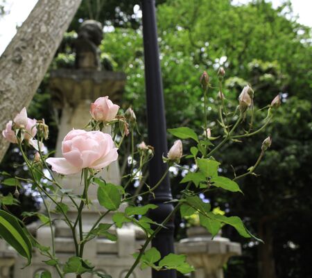 Guatemala Botanical Gardenのeditorial素材