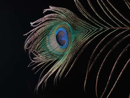 Dark background beauty focused peacock feather green blue horizontal concept contrast bird beautyの写真素材