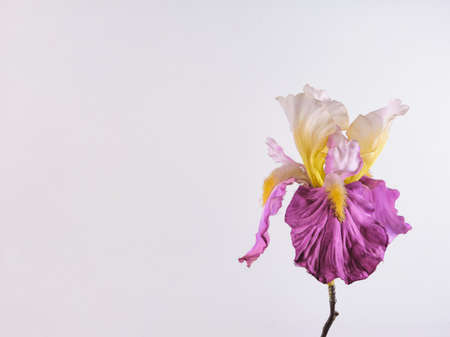 fabric flower iris violet and yellowの写真素材