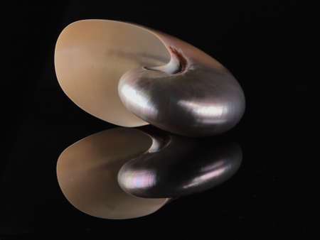 Mother-of-pearl shell dark background reflectの写真素材