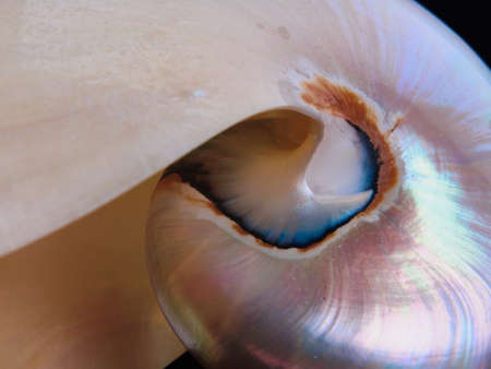 macro mother-of-pearl shell with blue and pink detailsの写真素材