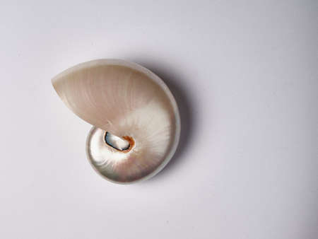 mother-of-pearl shell with white backgroundの写真素材