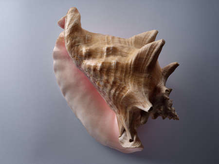 Sea conch pink and beigeの写真素材