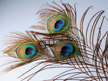 White background beauty focused peacock feathers green blue detail concept bird beautyの写真素材
