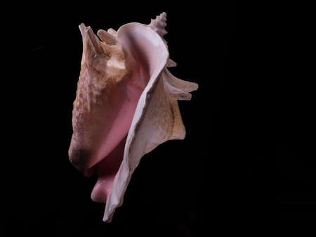 Sea conch pink. Dark backgroundの写真素材
