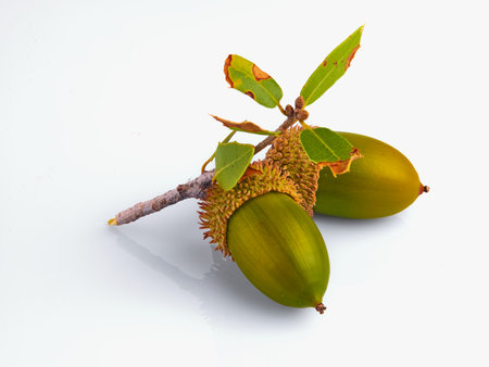 The acorn or Kermes oak, Quercus coccifera isolated on white backgroundの写真素材