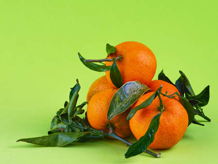 fresh organic mandarins with green leaves on a green background. Tangerinesの写真素材