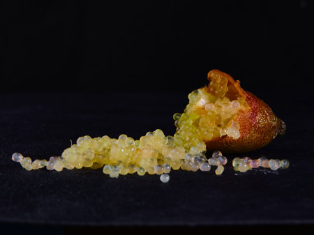 Close-up of Citrus australasica, the Australian finger lime or caviar limeの写真素材