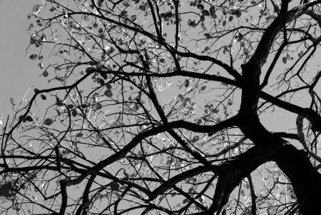 Flower tree branches の写真素材