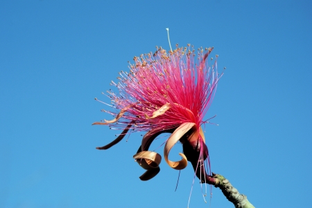 the Shaving Brush 