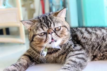 Photo of an adorable young Tabby Cat laying down