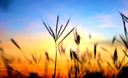 the focus is a tropical plant and the background a summer sunset on a yucatan peninsula beachの写真素材
