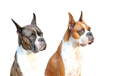 A couple of purebred  muscular boxer dogs の写真素材
