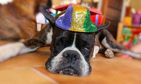 Funny boxer dog wearing a hatの写真素材