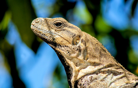 Yucatan Native Iguana or Toloc in the wildの写真素材