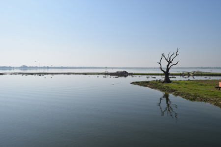 Tamarind tree in Taungthaman lake, Amarapura, Mandalay, Myanmarの写真素材