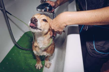 A young woman with a mask cuts the hair of a medium-sized brown dogの写真素材