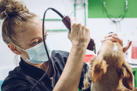 A young woman with a mask cuts the hair of a medium-sized brown dogの写真素材