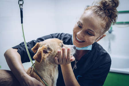 A young woman with a mask cuts the hair of a medium-sized brown dog