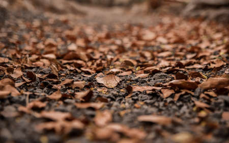 autumn leaves on the ground close-up blurred