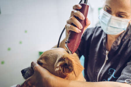 A young woman with a mask cuts the hair of a medium-sized brown dogの写真素材