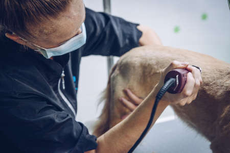 A young woman with a mask cuts the hair of a medium-sized brown dogの写真素材
