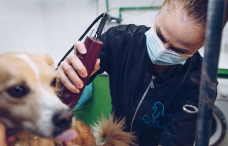 A young woman with a mask cuts the hair of a medium-sized brown dogの写真素材
