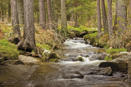 RIVER WATERCOURSE IN THE FORESTの写真素材