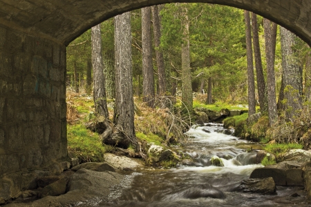 PASSAGE OF A RIVER UNDER A BRIDGE, IN A FOREST OF TREESの写真素材