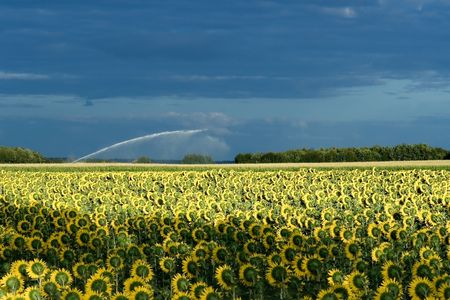 Field of sunflowers near Angouleme, Poitou-Charentes (France)の写真素材