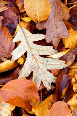 Leaves in Autumn Sierra de la Demanda Burgos (Spain)