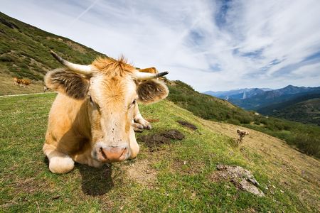 Cow in the port of San Glorio, León (Spain)の写真素材