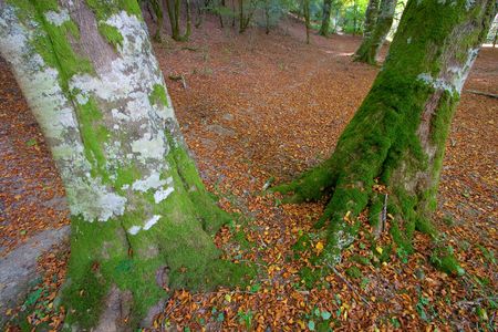 Trunks in Irati, Navarra (Spain)の写真素材