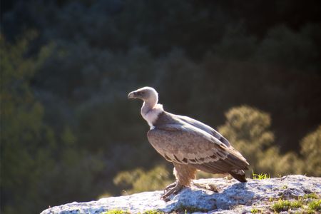 Vulture in the province of Burgos, Spainの写真素材